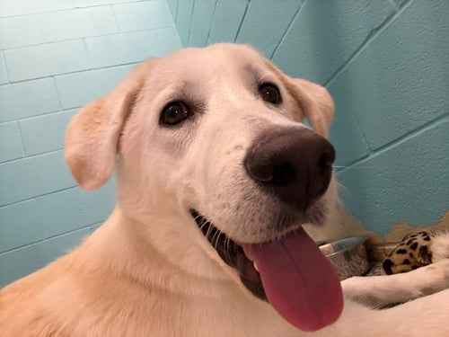 LOKI - Shepherd for adoption in Frisco