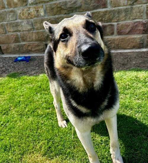STEWART - German Shepherd Dog for adoption in Frisco