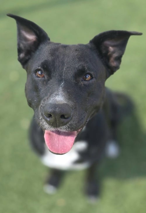 CARLY - Pit Bull Terrier for adoption in Frisco