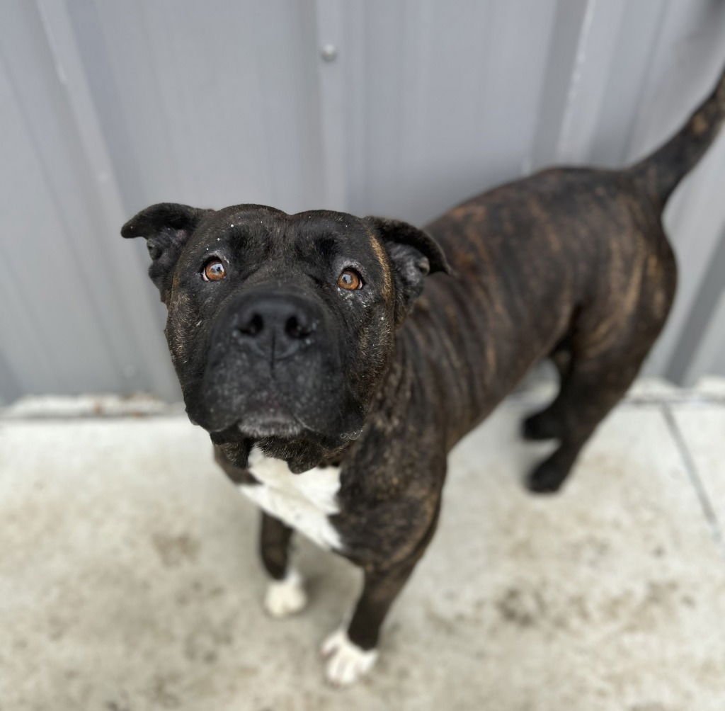 BESSIE - Pit Bull Terrier for adoption in Frisco