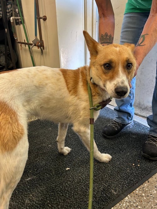 ROSEY - Cattle Dog for adoption in Frisco