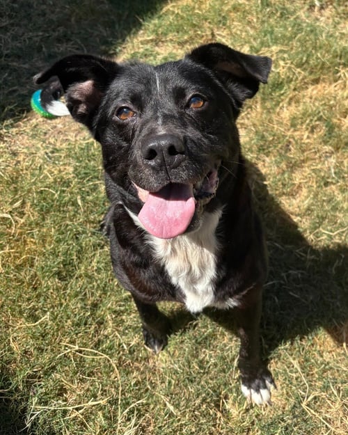 BENNIE - Labrador Retriever / Border Collie available for adoption