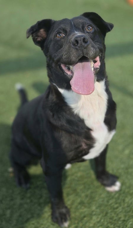 Bennie Image