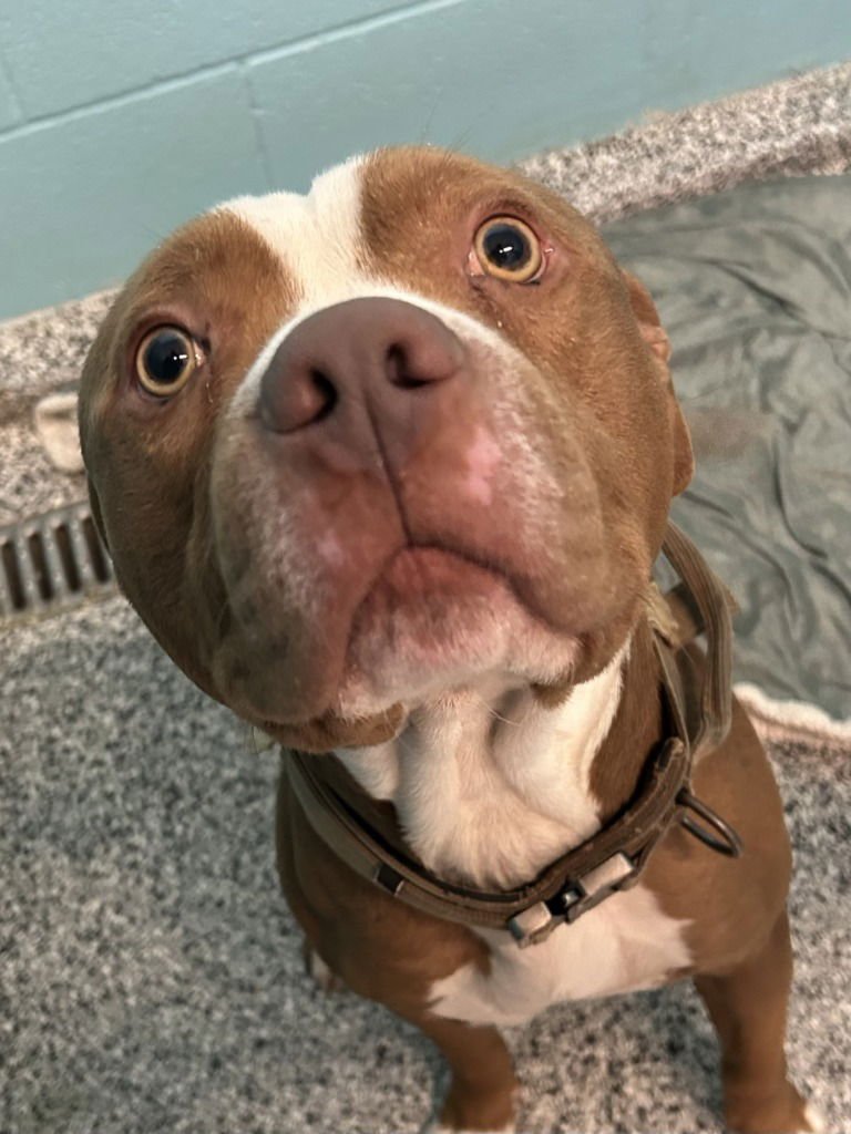 ROCKY - Pit Bull Terrier available for adoption