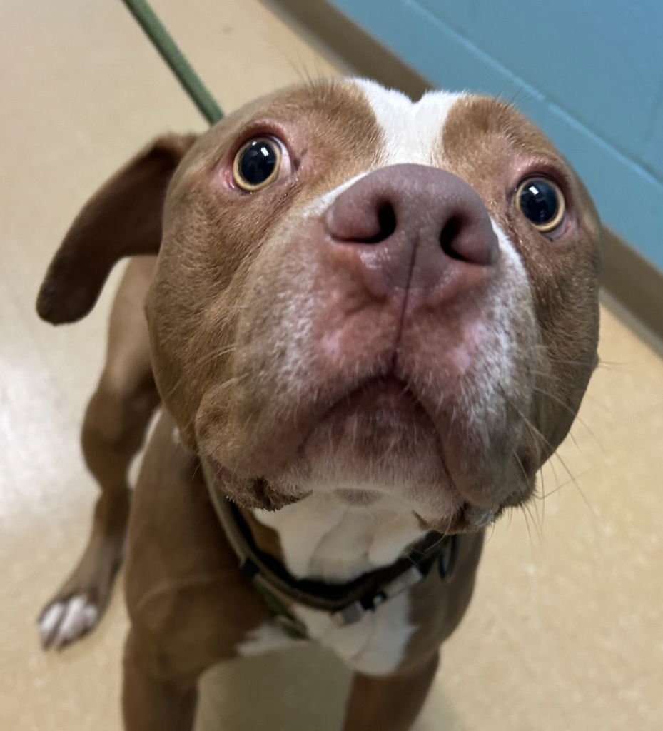 ROCKY - Pit Bull Terrier available for adoption