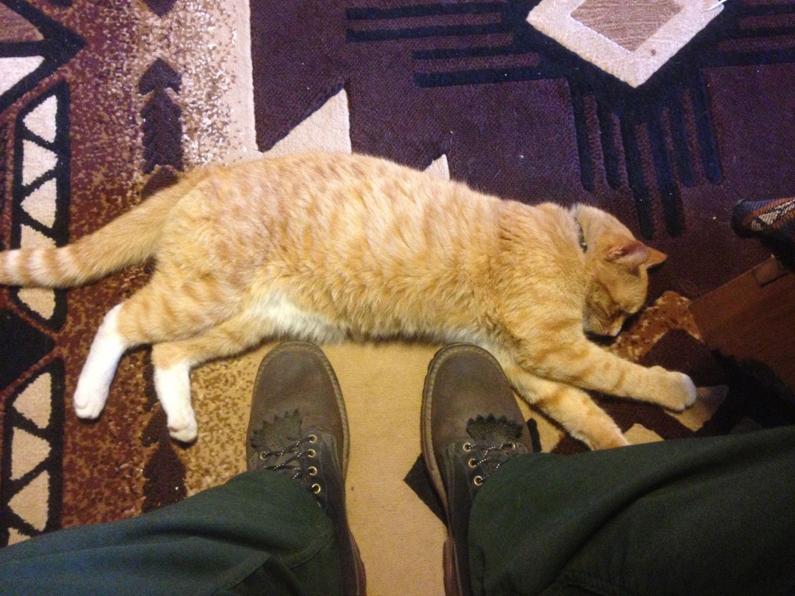 WIGGLES - Domestic Short Hair available for adoption