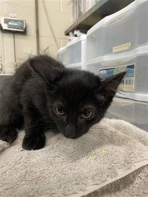 COSMO - Domestic Medium Hair for adoption in Waco