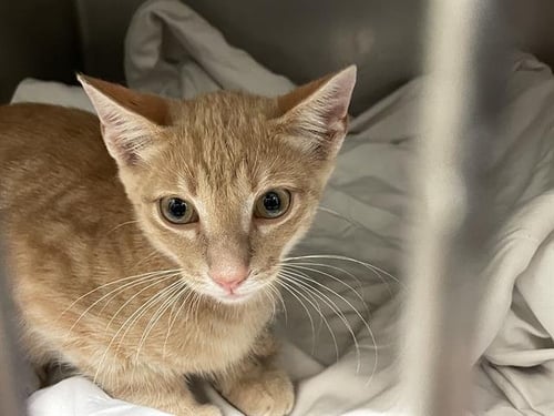 ROY - Domestic Short Hair for adoption in Waco