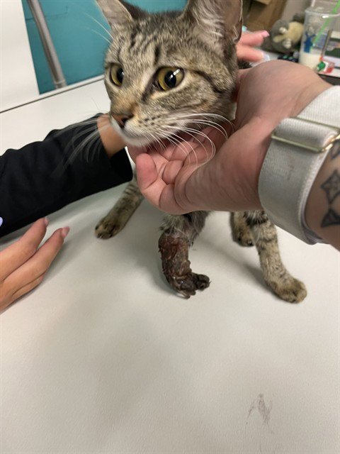 PEGGY - Domestic Short Hair for adoption in Waco