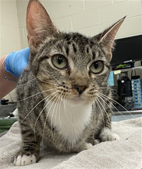 FISH STICK - Domestic Short Hair for adoption in Waco