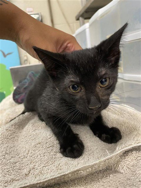 WILLOUBY - Domestic Short Hair for adoption in Waco