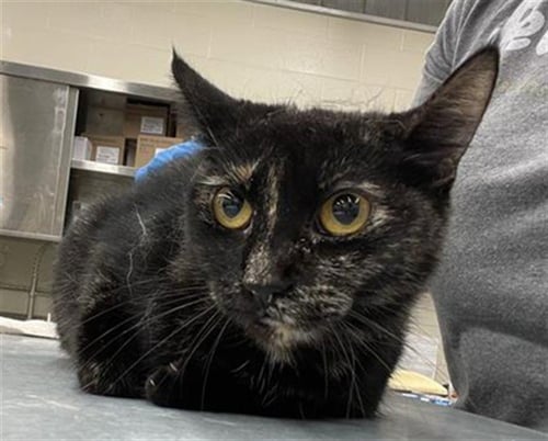 SUSHI - Domestic Short Hair for adoption in Waco