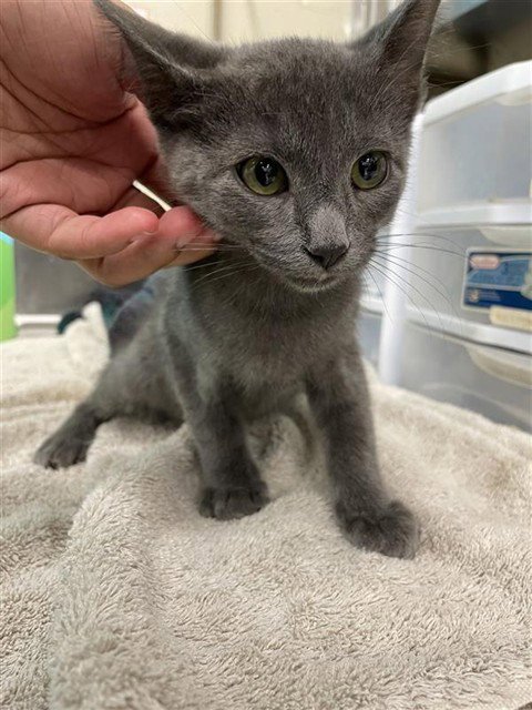 ETTA - Domestic Short Hair for adoption in Waco