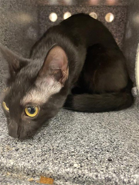 ROSEMARY - Domestic Short Hair for adoption in Waco