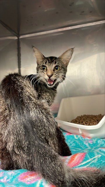 SHARKY - Maine Coon for adoption in Waco