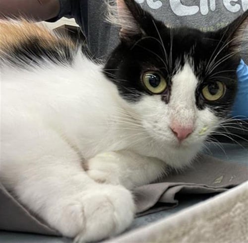 SHORTFIN - Domestic Short Hair for adoption in Waco