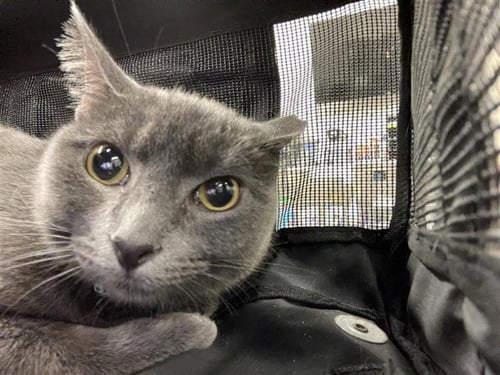 MILDRED - Domestic Short Hair for adoption in Waco