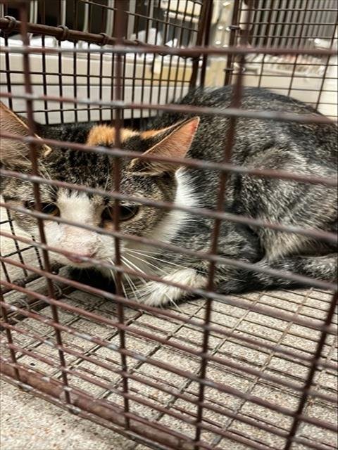 FISHTYQUE - Domestic Medium Hair for adoption in Waco