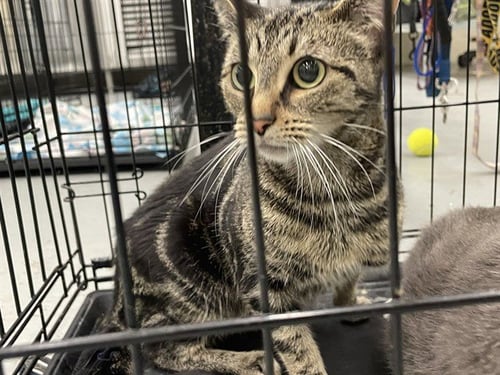 CREED - Domestic Short Hair for adoption in Waco