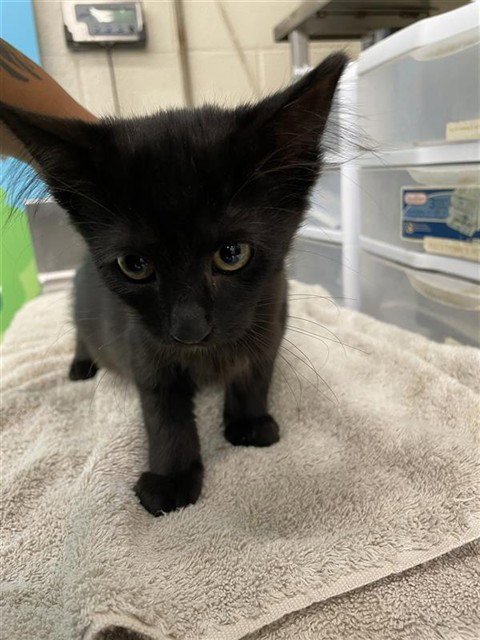 GENE - Domestic Medium Hair for adoption in Waco