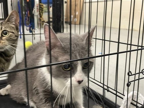 CAIN - Domestic Medium Hair for adoption in Waco