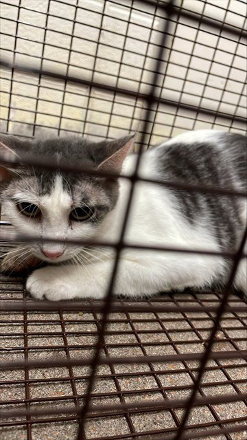 FINGELINA JOLIE - Domestic Short Hair for adoption in Waco