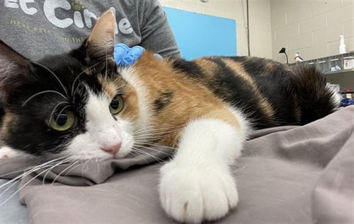PURR-ANHA - Domestic Short Hair for adoption in Waco