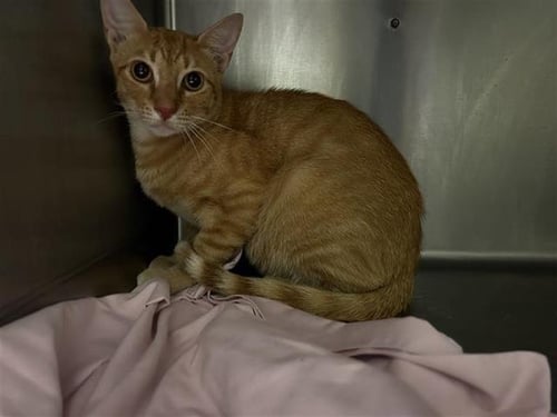LOLITA - Domestic Short Hair for adoption in Waco