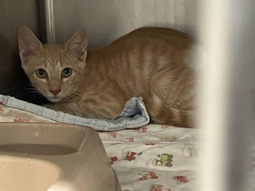 MOSCOW - Domestic Short Hair for adoption in Waco