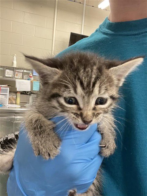 GRETTA - Domestic Short Hair for adoption in Waco