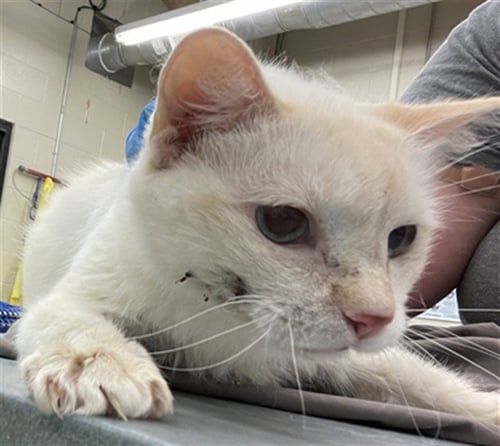 JOAN OF SHARK - Domestic Long Hair for adoption in Waco