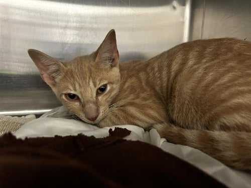 RASCAL - Domestic Short Hair for adoption in Waco