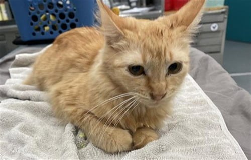 GUPPIE - Domestic Medium Hair for adoption in Waco
