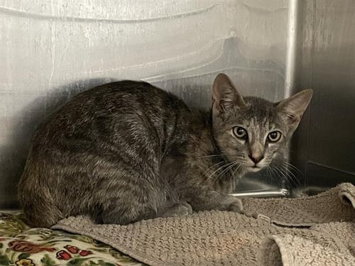 WESLEY - Domestic Short Hair for adoption in Waco
