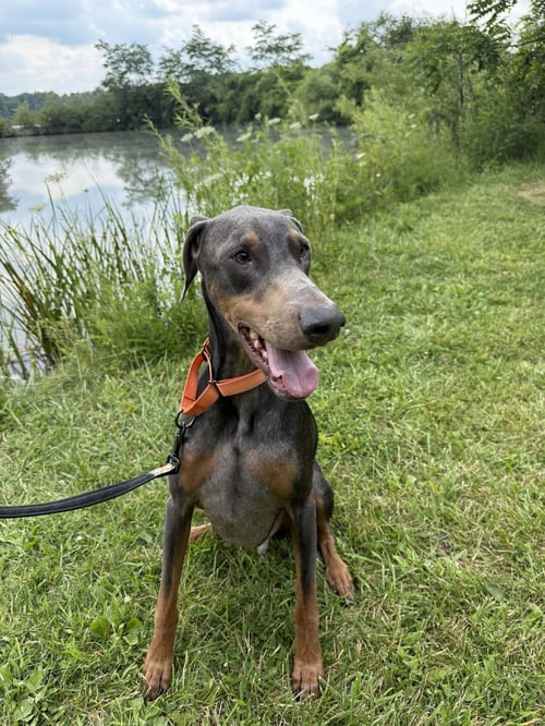 BLAKE - Doberman Pinscher for adoption in Cleveland
