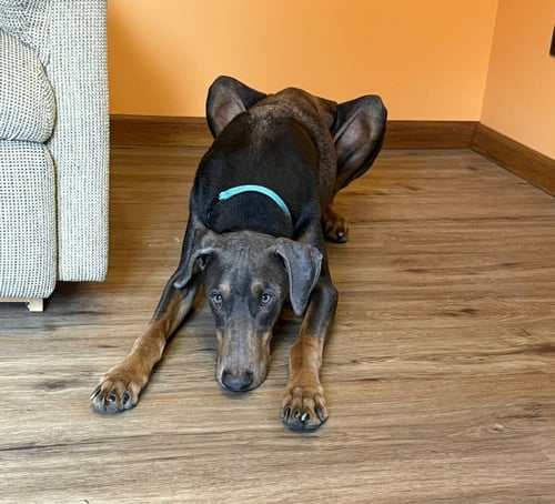 BLAKE - Doberman Pinscher available for adoption