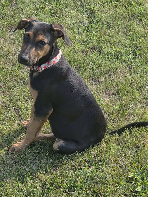 HELEN - Doberman Pinscher / German Shepherd Dog available for adoption