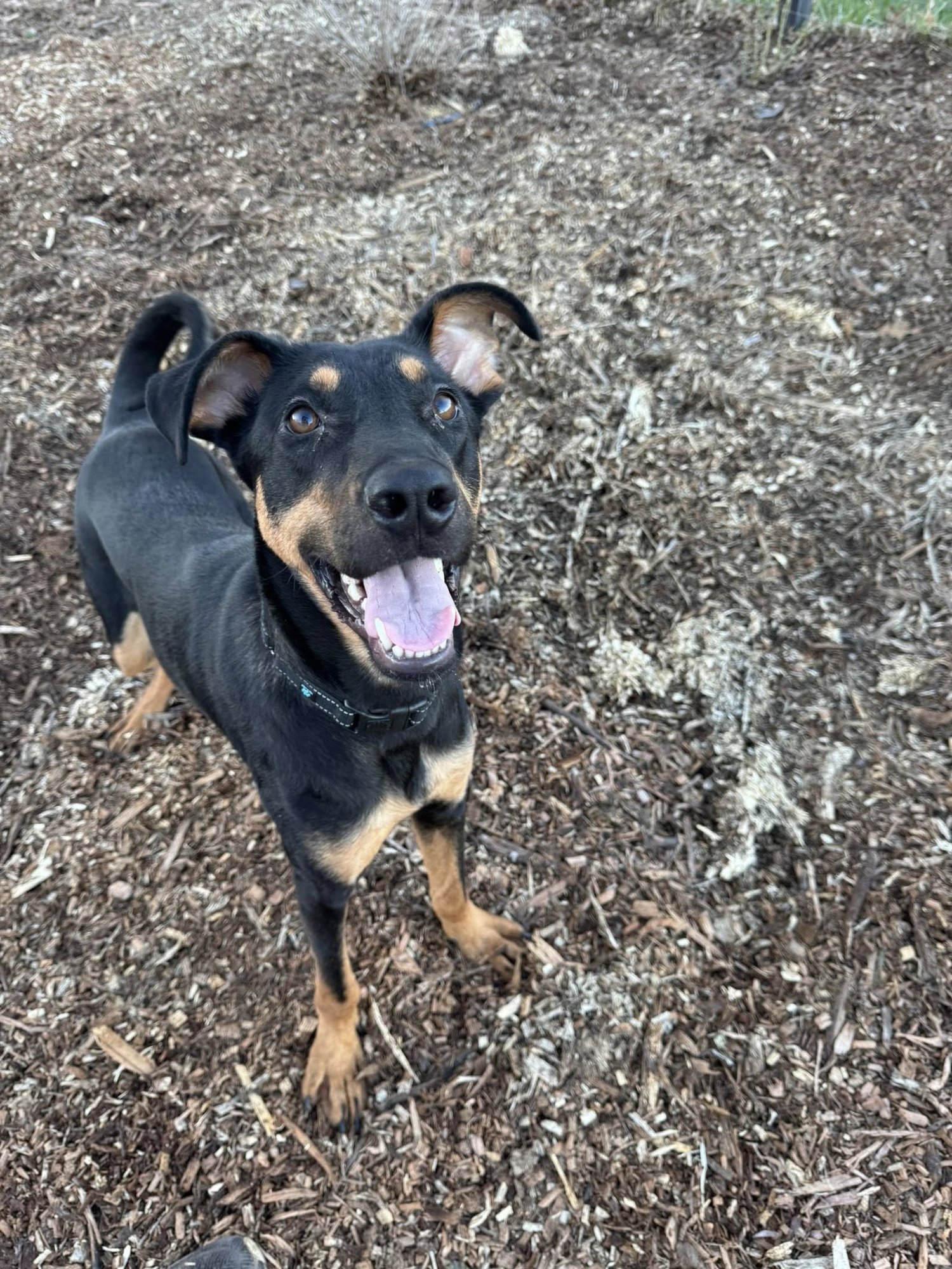 MYRA - Doberman Pinscher / German Shepherd Dog available for adoption