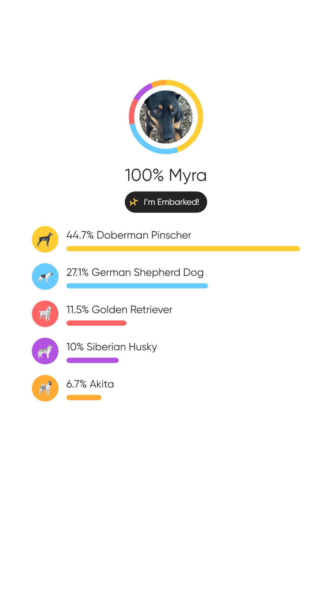 MYRA - Doberman Pinscher / German Shepherd Dog available for adoption