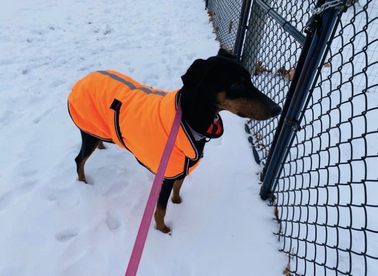 GLINDA - Doberman Pinscher available for adoption