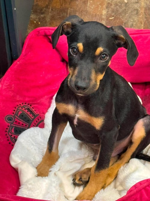 ZION - Doberman Pinscher / German Shepherd Dog for adoption in Cleveland