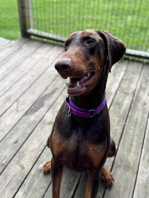 CHANCE - Doberman Pinscher for adoption in Cleveland