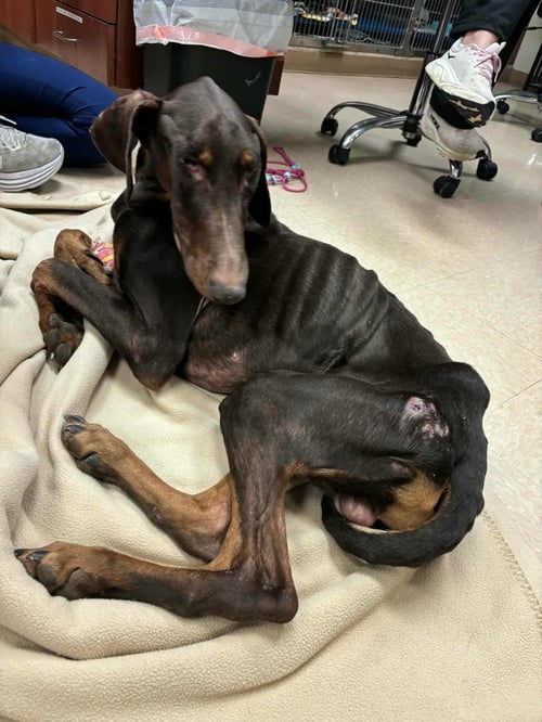 CHANCE - Doberman Pinscher available for adoption