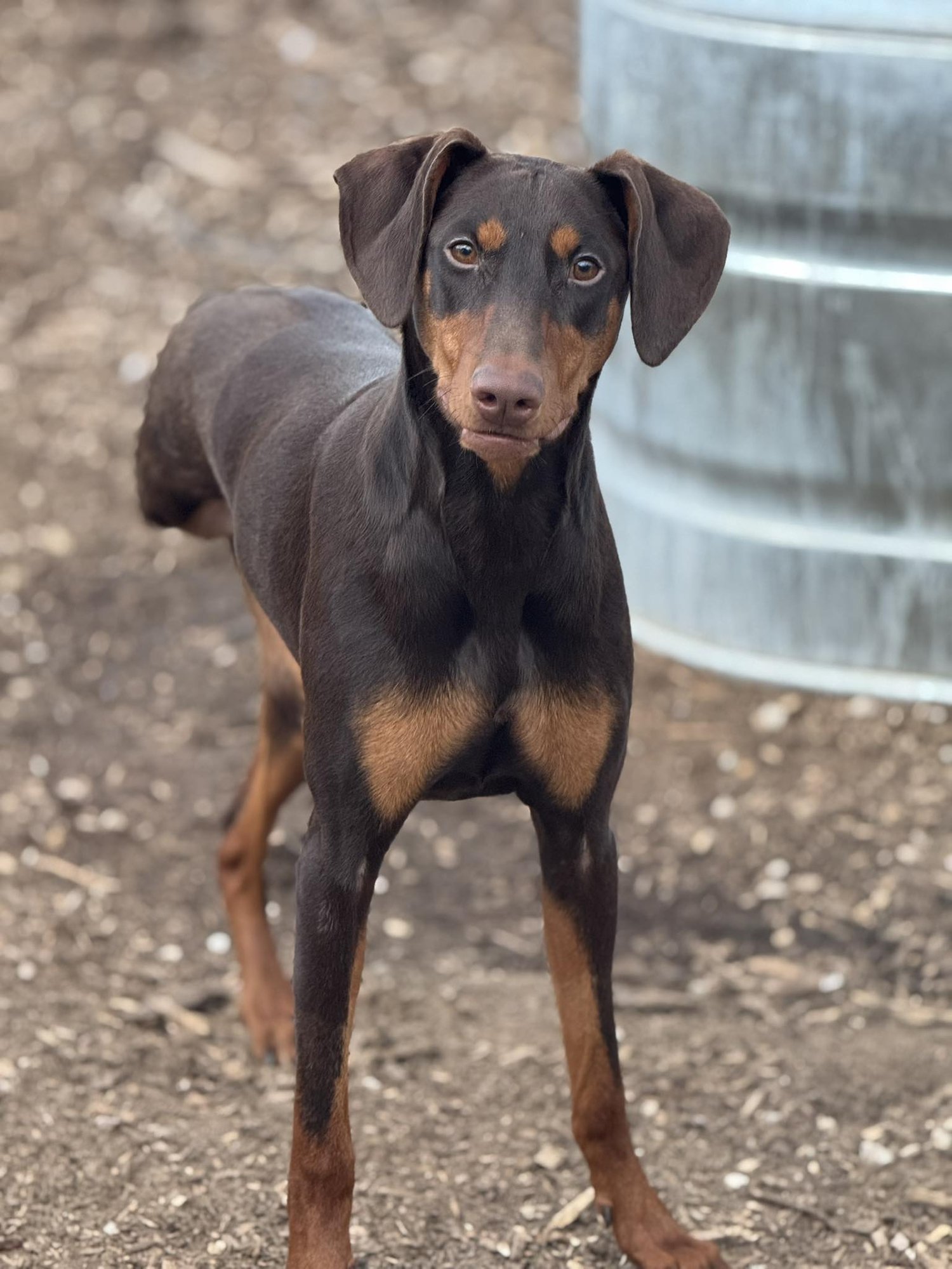 MOXIE - Doberman Pinscher available for adoption