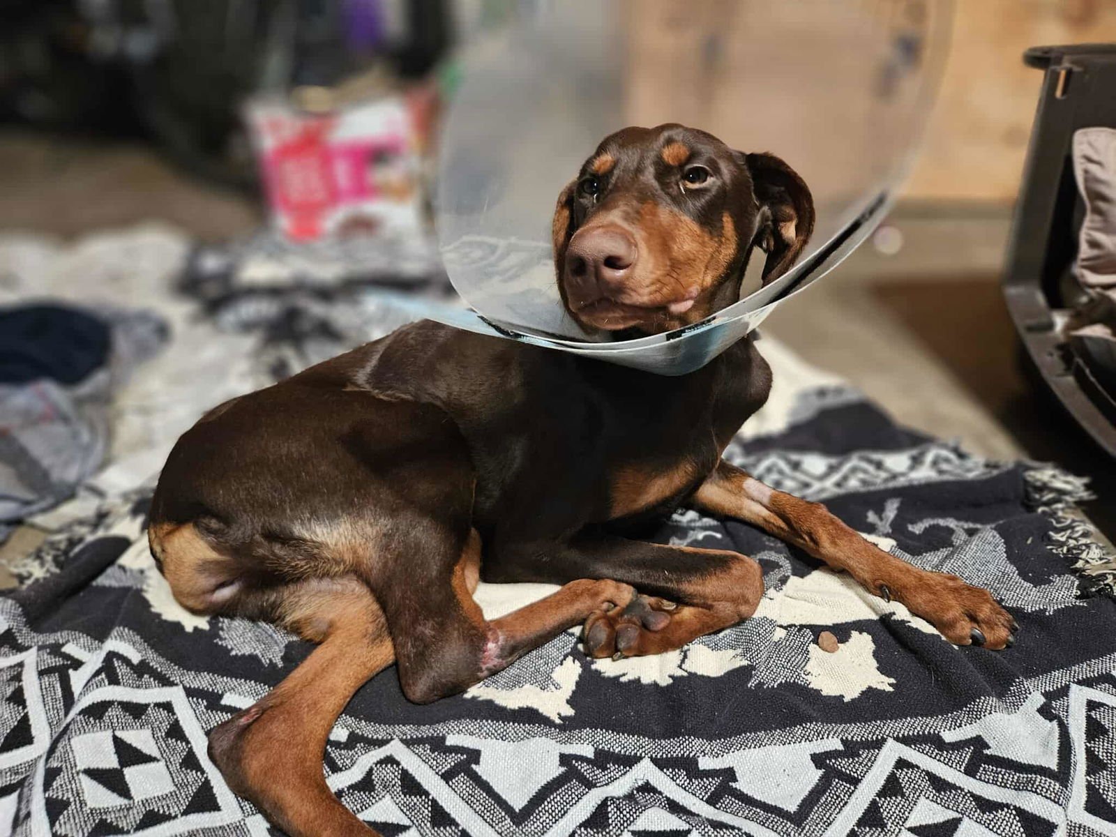 MOXIE - Doberman Pinscher available for adoption