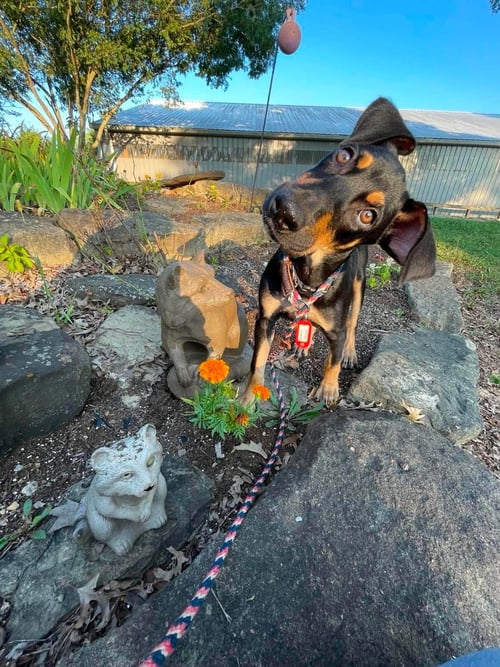 RAINIER - Doberman Pinscher / German Shepherd Dog available for adoption