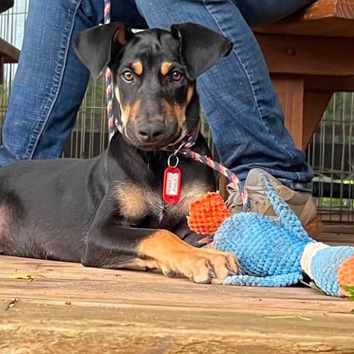 RAINIER - Doberman Pinscher / German Shepherd Dog for adoption in Cleveland