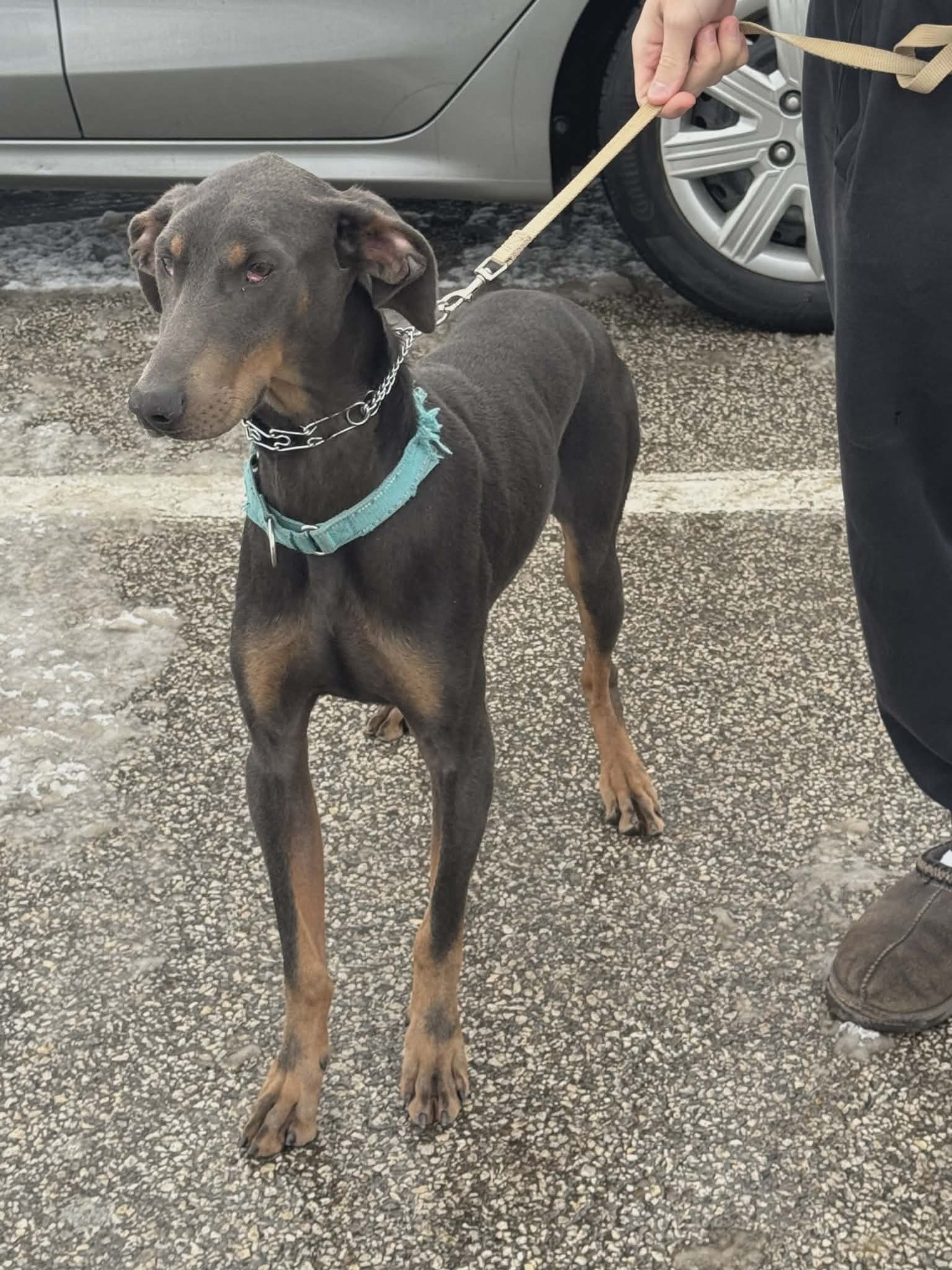 GRAHAM - Doberman Pinscher available for adoption