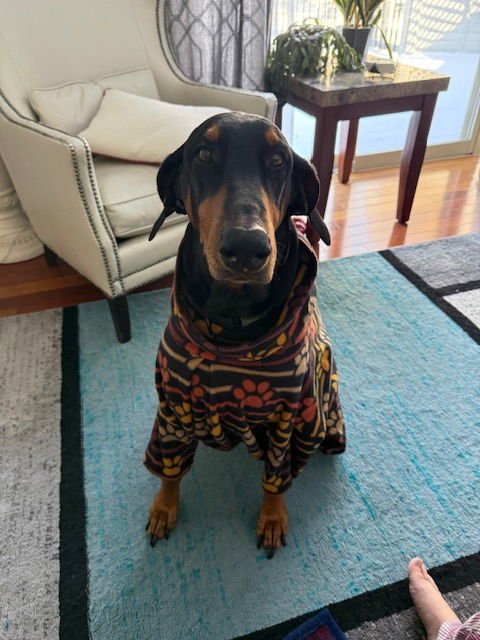 ELPHABA - Doberman Pinscher available for adoption