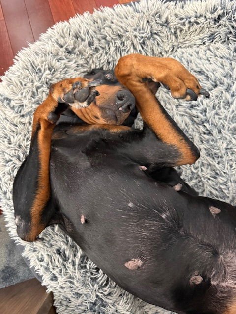 ELPHABA - Doberman Pinscher available for adoption